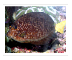 Gem tag fish