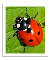 Red ladybug