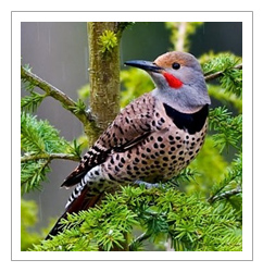 Northern Flicker, woodpecker family
