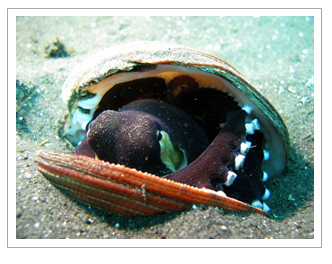 Octopus coconut shell
