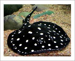 Polka-dot stingray
