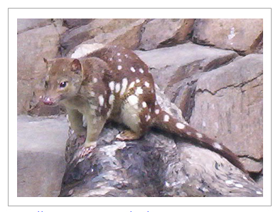 Spotted-tail quoll