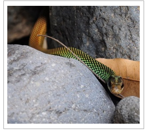 Speckled racer snake