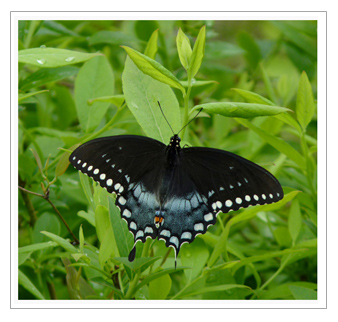 Spicebush swallowtail butterfly