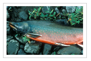 Dolly Varden Char